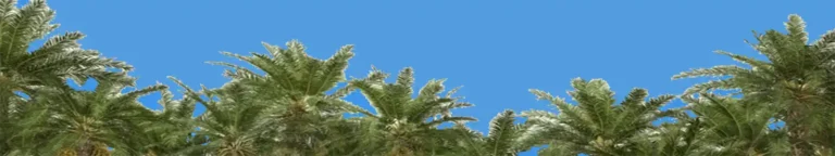 Banner Palm Tree Tops Blue Sky Palm Beach County Listings Homes Condos Medium Blue Sky