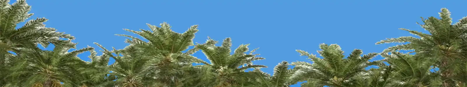 Banner Palm Tree Tops Blue Sky Palm Beach County Listings Homes Condos Medium Blue Sky