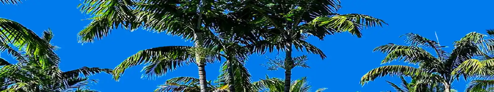 Banner Palm Tree Tops Search South Florida Listings Homes Condos For Sale Blue Sky